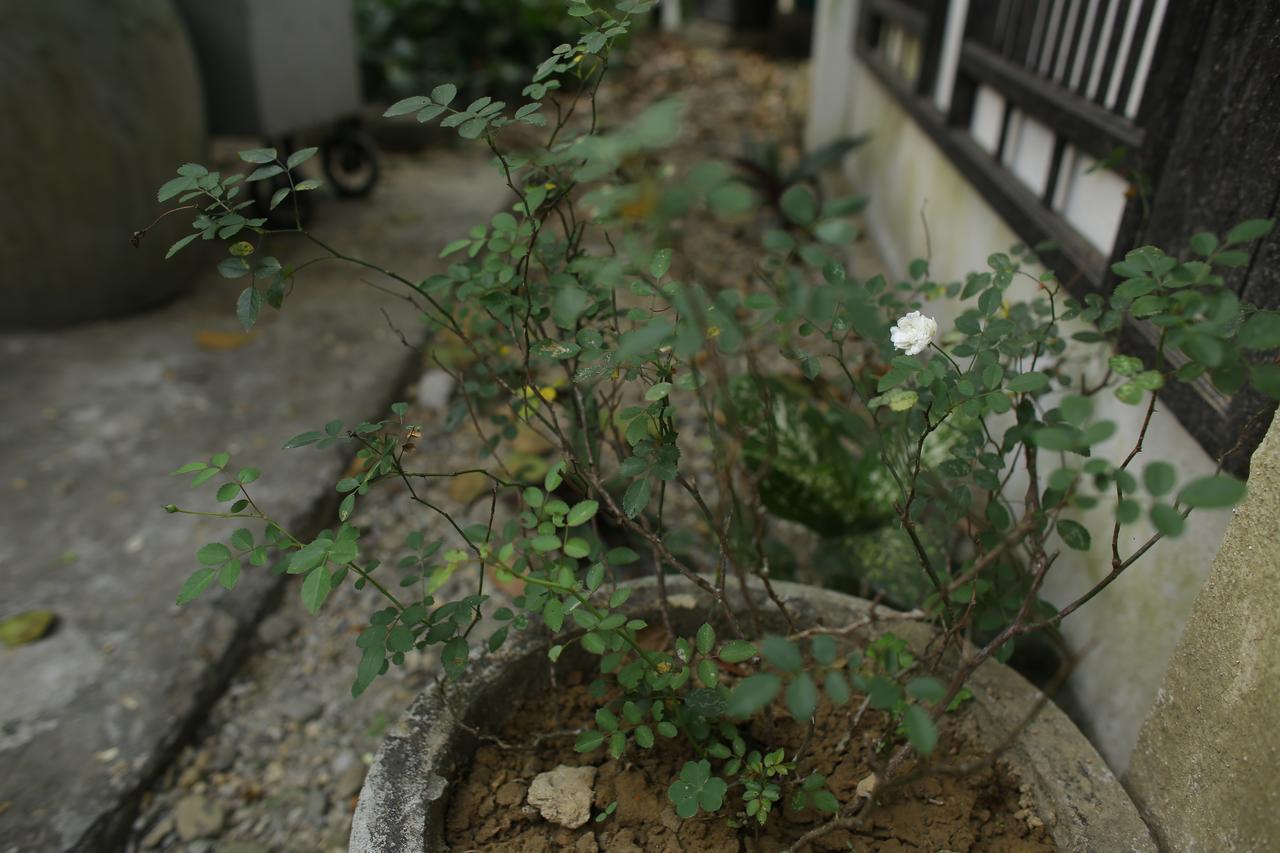 Thuy Bieu Homestay Hué Eksteriør billede